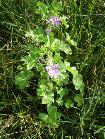 Malva sylvestris / Malva silvestre